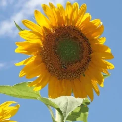 Back To The Roots 5pk Organic USA Flower Seeds -Garden & Outdoors GUEST 00fe6079 8f7b 4c04 ada9 860c92cb4426