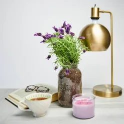 Back To The Roots Organic Lavender Grow Kit -Garden & Outdoors GUEST 093e7da4 00b3 46ff bdf9 c31816e7e8df