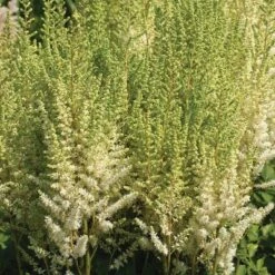 5ct Astilbe Top Choice Cake Mixture Bulbs - Van Zyverden -Garden & Outdoors GUEST 0ca27a2f 6519 4475 87eb ad5b4e71d797