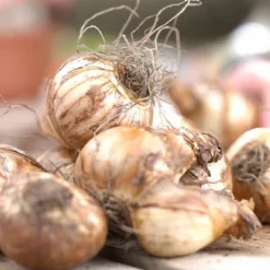 6ct Narcissus Daffodils Shrike Set Orange - Van Zyverden