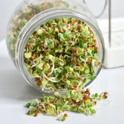 Tribest GEO Sprouting Jar System With Stainless Steel Rack And Ceramic Base Plate – Clear -Garden & Outdoors GUEST 233561dd d0c4 4b22 8d23 695e494c00e1