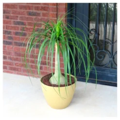 Ponytail Palm 1pc - National Plant Network U.S.D.A Hardiness Zone 8b-11 -Garden & Outdoors GUEST 25114e5a 0337 4027 a114 4fdb887ad36b