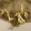 Van Zyverden Set Of 3 Roots Bearded Iris Jurassic Park -Garden & Outdoors GUEST 2e87f24b 00ac 419f abcf d139dca39829
