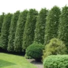 Arborvitae 'Green Giant' U.S.D.A. Hardiness Zones 5-8 Cottage Hill -Garden & Outdoors GUEST 2eeed544 614a 4aed be67 9d1ca0f47ae5