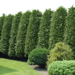 Arborvitae 'Green Giant' U.S.D.A. Hardiness Zones 5-8 Cottage Hill