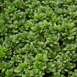 1pc Pittosporum Variegated - National Plant Network -Garden & Outdoors GUEST 2fba1bd8 6542 477d aa44 55053bc10eb5