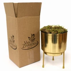 Amaryllis Glee Preplanted Bulb With Brass Finish Iron Planter And Stand - Van Zyverden 7 Amaryllis Glee Preplanted Bulb With Brass Finish Iron Planter And Stand - Van Zyverden -Garden & Outdoors GUEST 33793277 d374 4dc8 b4bb 309fb5334ddc