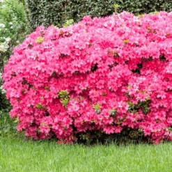 2.5qt Macrantha Pink Azalea Plant With Pink Blooms - National Plant Network -Garden & Outdoors GUEST 39f608e9 819f 44be 8f69 d5065bac36f7