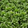 1pc Pittosporum Variegated - National Plant Network -Garden & Outdoors GUEST 3a771f2a 0e01 4b95 9f14 31ba6f307c6e