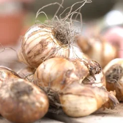 Daffodils Gardening With Children Mixture Set Of 25 Bulbs - Van Zyverden