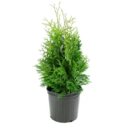 Arborvitae 'Green Giant' U.S.D.A. Hardiness Zones 5-8 Cottage Hill -Garden & Outdoors GUEST 581f8a18 6873 445b af88 ea5b24aed122
