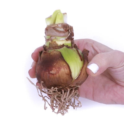 Amaryllis Glee Preplanted Bulb With Brass Finish Iron Planter And Stand - Van Zyverden 4 Amaryllis Glee Preplanted Bulb With Brass Finish Iron Planter And Stand - Van Zyverden - Image 2