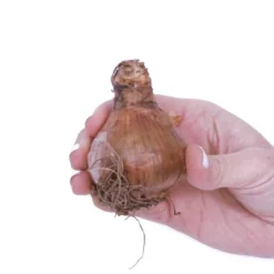 6ct Narcissus Daffodils Shrike Set Orange - Van Zyverden -Garden & Outdoors GUEST 67f682d2 cd80 468f b76c 9ab1d3b6f1d6