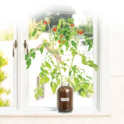 Back To The Roots Organic Tomato Grow Kit -Garden & Outdoors GUEST 761ae776 020c 4c9e 930b 0e4a9b2de8cb