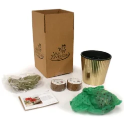 Amaryllis Kit Pink Bulb With Iron Brass Fluted Planter - Van Zyverden -Garden & Outdoors GUEST 8237be2b a7a5 4a9c afd1 1c00e129b095