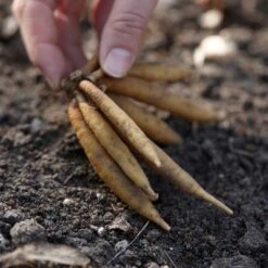 5ct Astilbe Top Choice Cake Mixture Bulbs - Van Zyverden -Garden & Outdoors GUEST 8588fb6e 9188 461f bc99 83a900371250