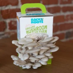 Back To The Roots Organic Mushroom Mini Grow Kit Pearl Oyster -Garden & Outdoors GUEST 874fac39 bd35 4dff 8b5a d7136badad44