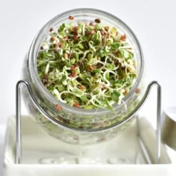 Tribest GEO Sprouting Jar System With Stainless Steel Rack And Ceramic Base Plate – Clear -Garden & Outdoors GUEST 8c36ed12 8655 4380 a14f 4391e00c9ebb