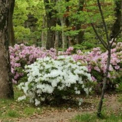 Encore 1pc Azalea Autumn Lily - National Plant Network -Garden & Outdoors GUEST 8f96465a 904b 4bb2 a16a 84a057a5514f