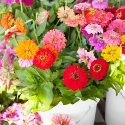 Back To The Roots 5pk Organic USA Flower Seeds -Garden & Outdoors GUEST 9a5e7d18 d232 4ca6 bffc 0cf53ae0febb