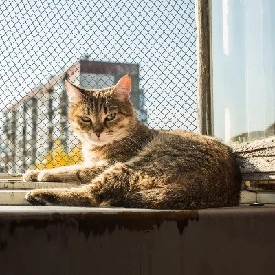 Viirkuja 4" X 5"m Fine Mesh Pond Bird Repellent Net, Black 4 Viirkuja 4" X 5"m Fine Mesh Pond Bird Repellent Net, Black - Image 2