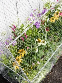 Gardener’s Supply Company Chicken Wire Cloche Flat Back Crop Coop | Sturdy Metal Flower, Garden Plants, And Backyard Vegetables Cover Protector | 20"D 7 Gardener’s Supply Company Chicken Wire Cloche Flat Back Crop Coop | Sturdy Metal Flower, Garden Plants, And Backyard Vegetables Cover Protector | 20"D -Garden & Outdoors GUEST a5b62303 13fc 4e06 b816 679fa9cfeba1
