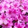 Encore 1pc Azalea Autumn Amethyst - National Plant Network -Garden & Outdoors GUEST aedc1186 1891 4c9b 91bf b40c93cff5d9