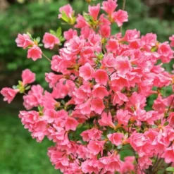 2.5qt Coral Bell Azalea Plant With Pink Blooms - National Plant Network -Garden & Outdoors GUEST b0c70261 7c7d 426a 881c 53b86f4027cc