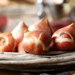 Tulips Darwin Hybrid Mixture Set Of 50 Mammoth Bulbs - Van Zyverden