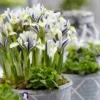 8ct Dwarf Iris Eye Catcher Bulbs - Van Zyverden -Garden & Outdoors GUEST c58b3d89 a22b 42e9 b88a 8eb811eeb462