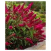 Royal Red Buddleia - National Plant Network -Garden & Outdoors GUEST c601f8e3 9ac3 4f14 8fc5 cc1f3e27af80