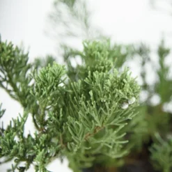 2.25gal Parsonii Juniper Plant - National Plant Network -Garden & Outdoors GUEST c9bb1f85 f633 4da0 b9e6 1784a45f27d6