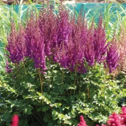 5ct Astilbe Top Choice Cake Mixture Bulbs - Van Zyverden -Garden & Outdoors GUEST cce156c9 0dcd 41f4 860b 97b195cbd90b
