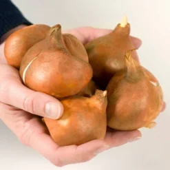 10ct Tulips Giant Orange Sunrise Bulbs - Van Zyverden -Garden & Outdoors GUEST cfbf6e5e e090 4d75 bc86 24a3553e2183