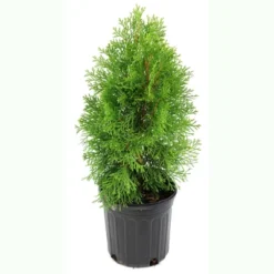 Arborvitae 'Green Giant' U.S.D.A. Hardiness Zones 5-8 Cottage Hill -Garden & Outdoors GUEST ee91239a d95a 4919 be71 b34cd35ec07a