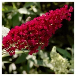 Royal Red Buddleia - National Plant Network -Garden & Outdoors GUEST f976ac3a a1ce 4f52 95e7 128beab69afa