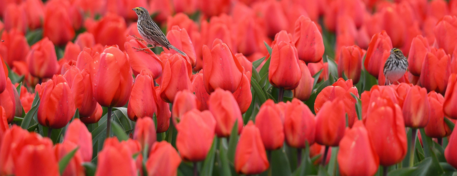 Garden & Outdoors 1 Garden & Outdoors -Garden & Outdoors skagit valley tulip festival 8683617 1920